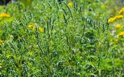 Informare privind combaterea buruienii ambrozia