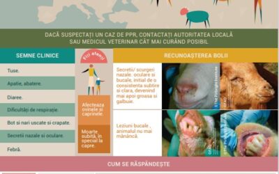 Acasa 5 Pesta rumegatoarelor mici – Program global de eradicare