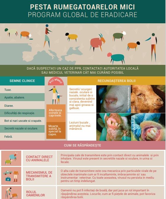Pesta rumegatoarelor mici – Program global de eradicare